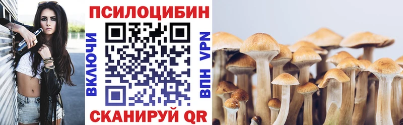 Псилоцибиновые грибы Psilocybe Судак